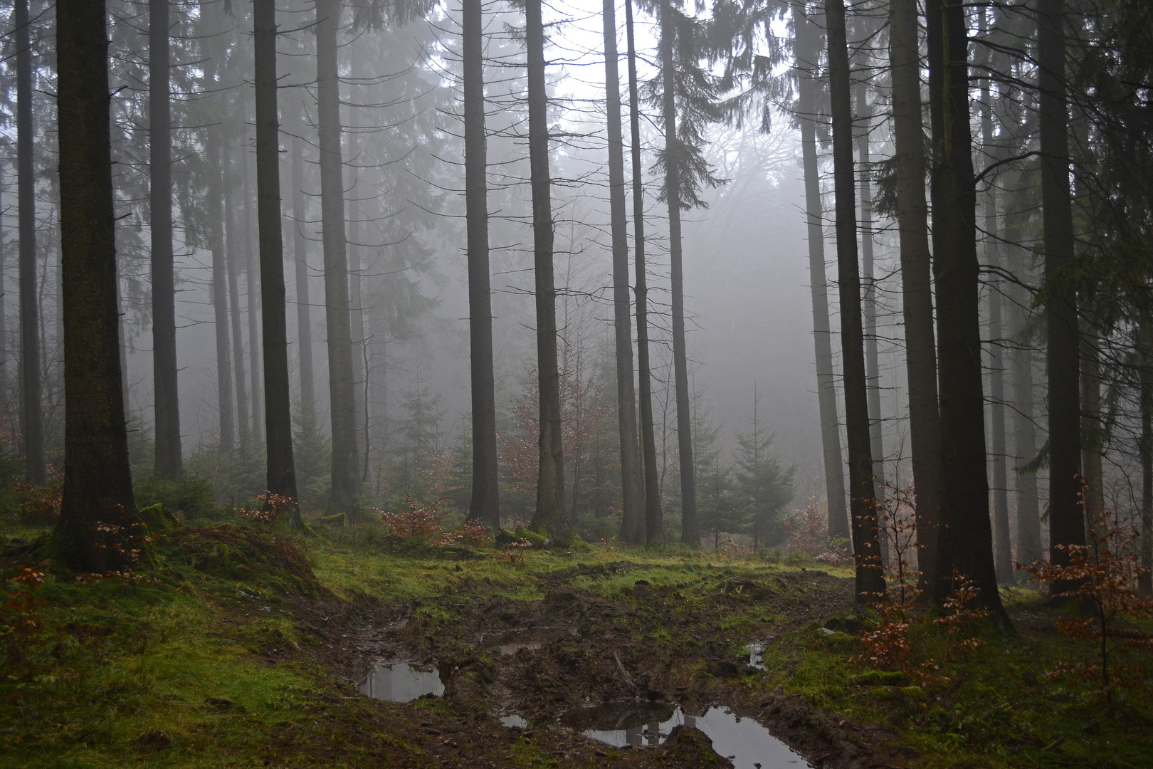 Spaziergang im Nebel