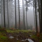 Spaziergang im Nebel