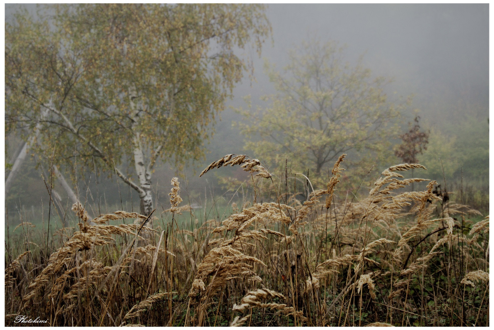 Spaziergang im Nebel (II)