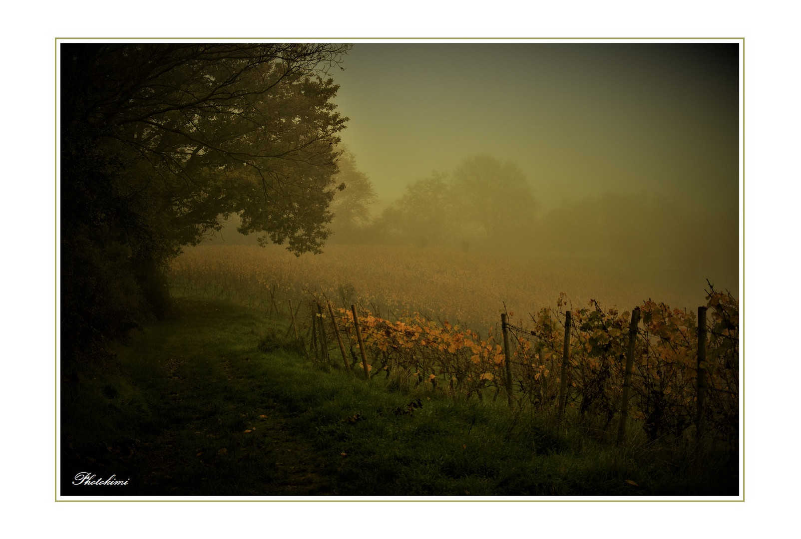 Spaziergang im Nebel (V)