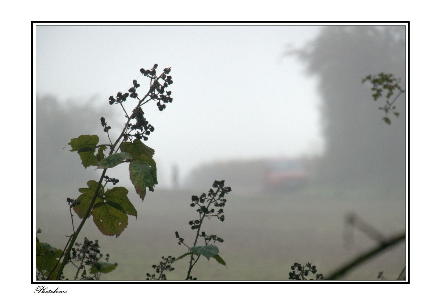 Spaziergang im Nebel (VI)