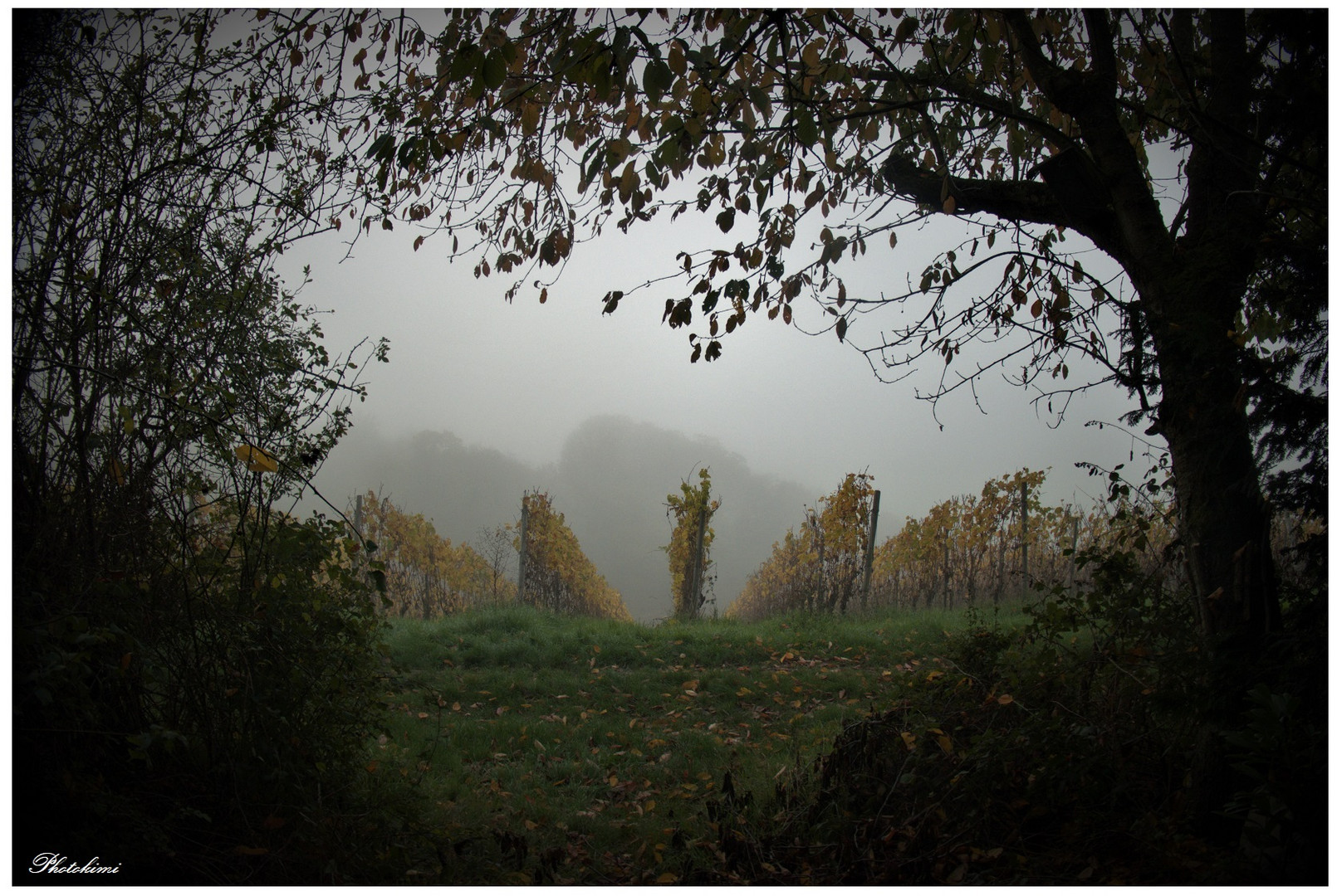 Spaziergang im Nebel (VII)