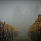 Spaziergang im Nebel (VIII)