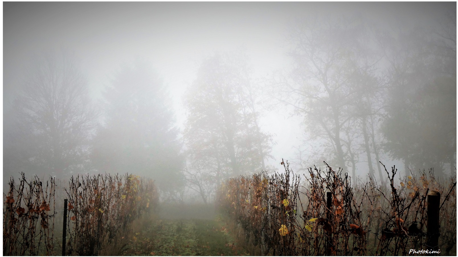 Spaziergang im Nebel (XI)