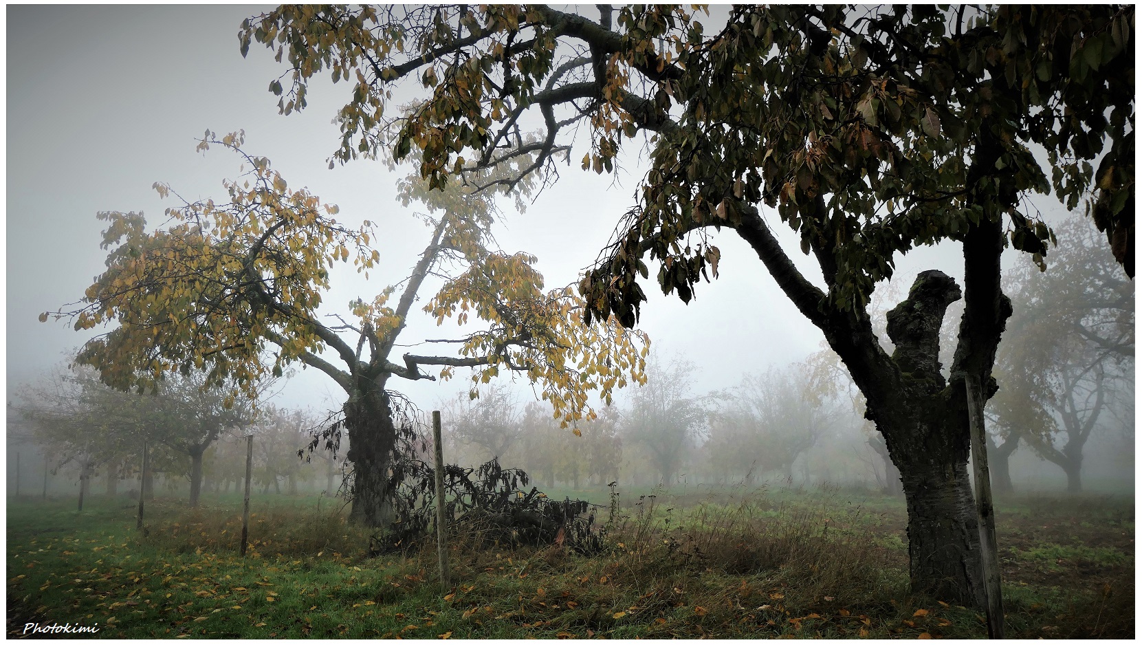 Spaziergang im Nebel (XII)