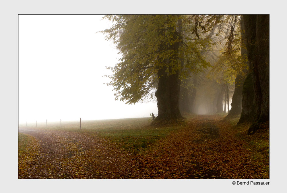 Spaziergang im Nebel_1