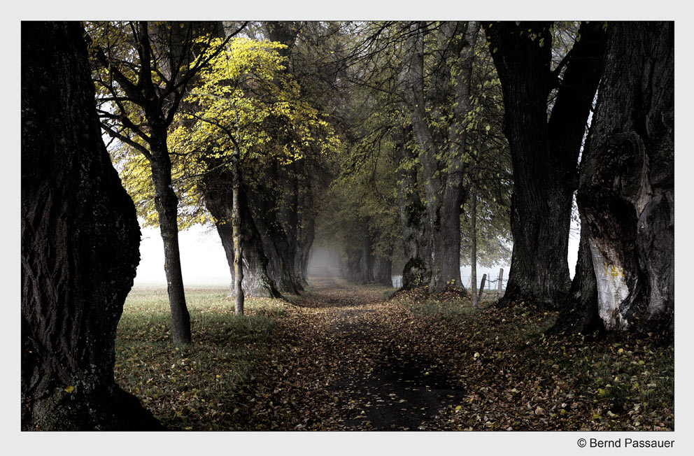 Spaziergang im Nebel_2