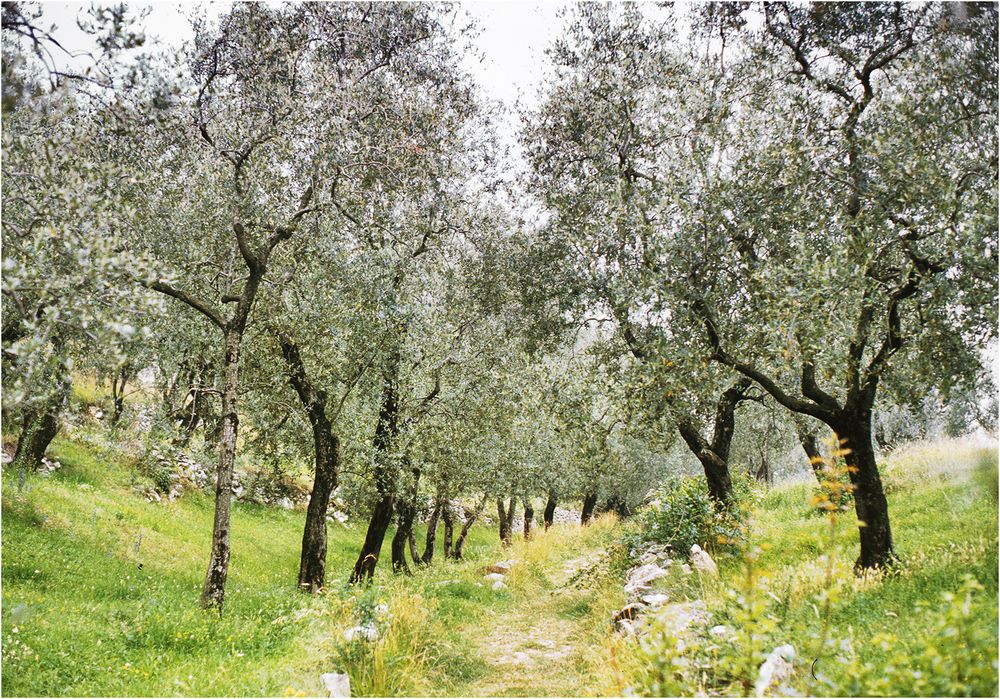 Spaziergang im Olivenhain