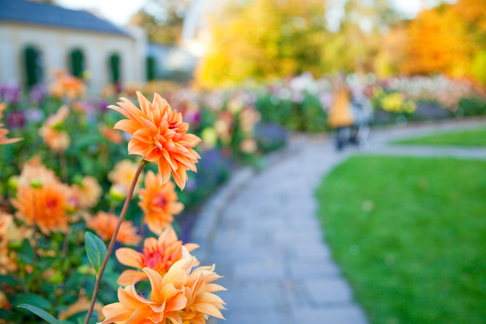 Spaziergang im Palmengarten