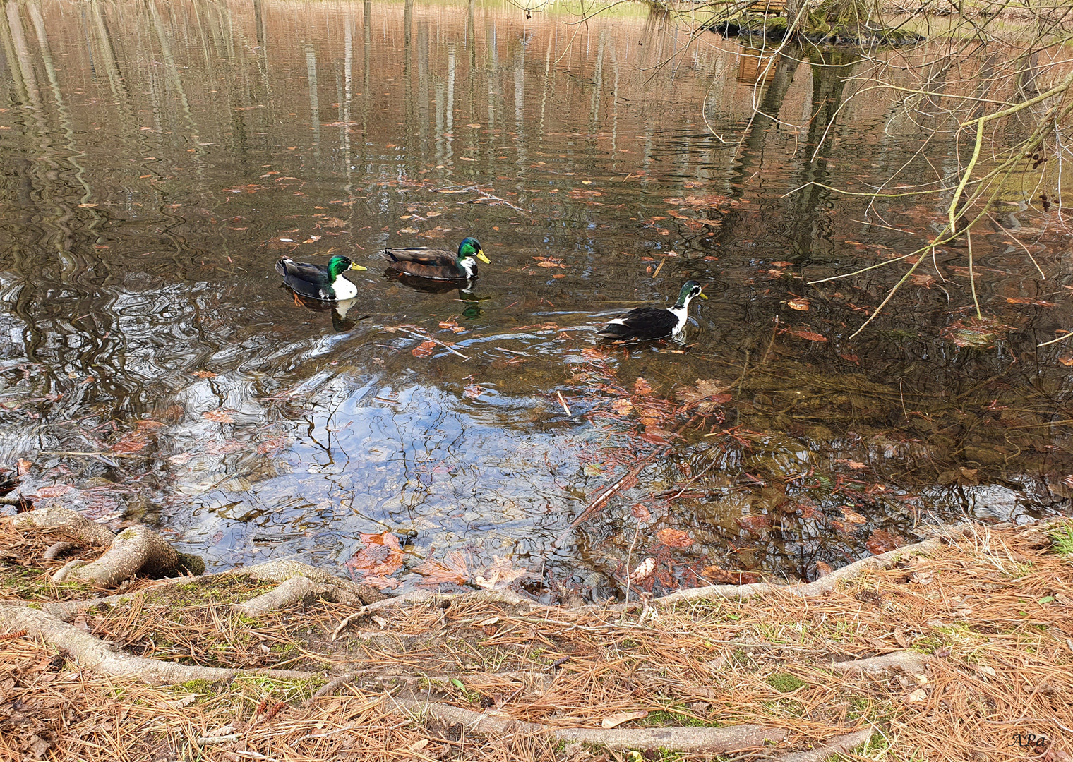 Spaziergang im Park