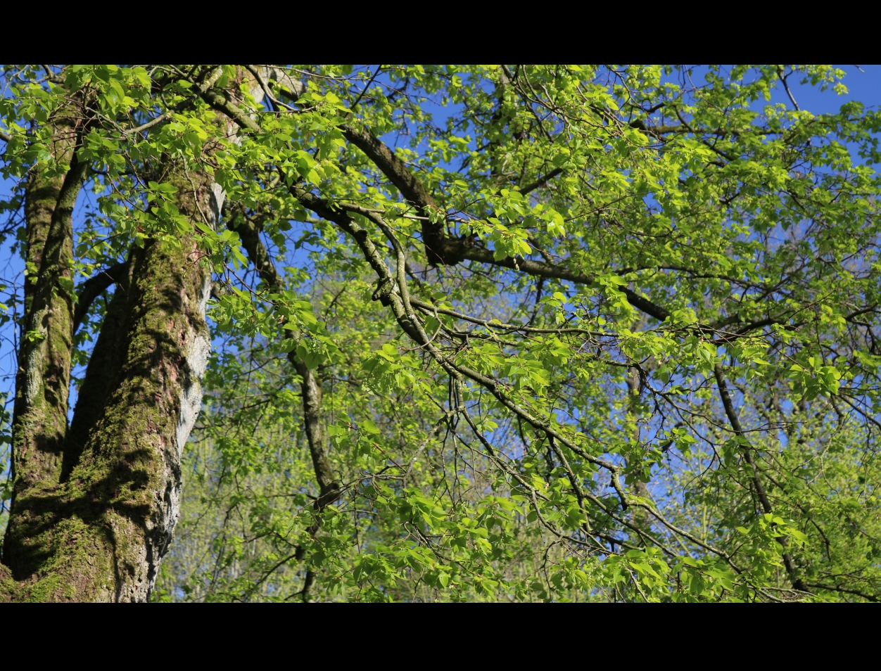 Spaziergang im Park