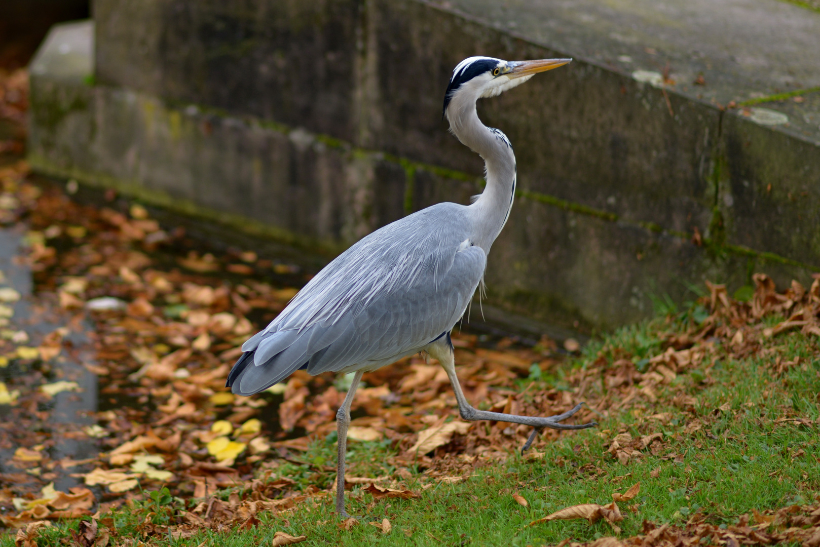 SPAZIERGANG IM PARK