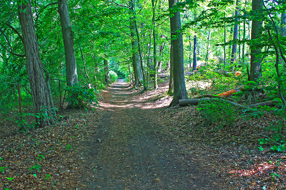 Spaziergang im Park am Buckowsee