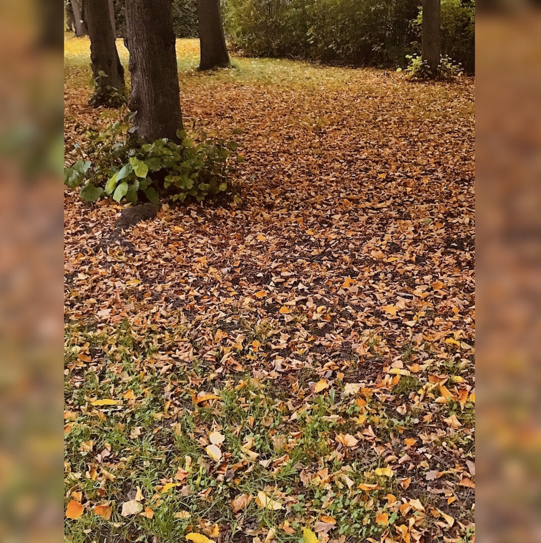 Spaziergang im Park