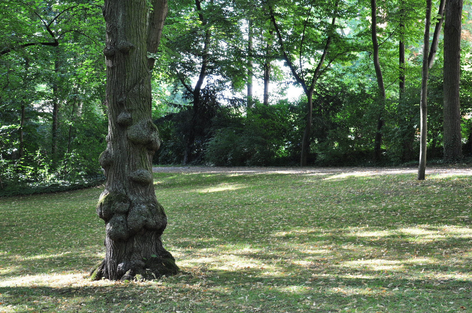 Spaziergang im Park, ungewöhnlicher Baum