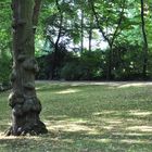 Spaziergang im Park, ungewöhnlicher Baum