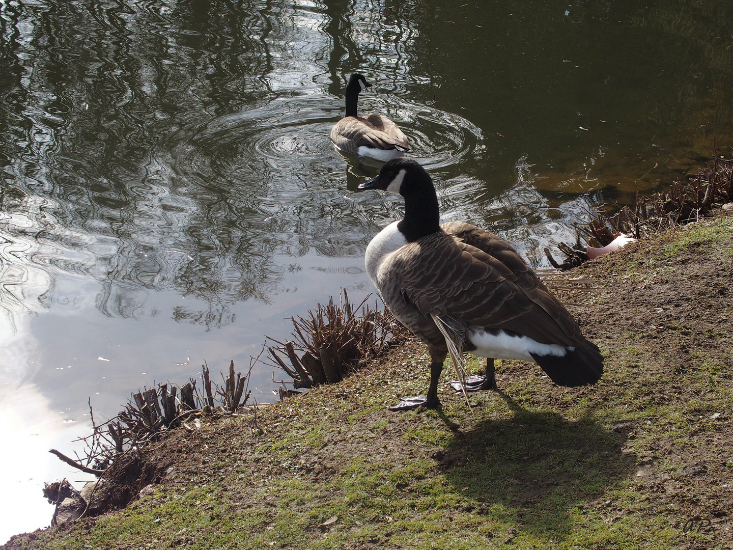 Spaziergang im Park_1