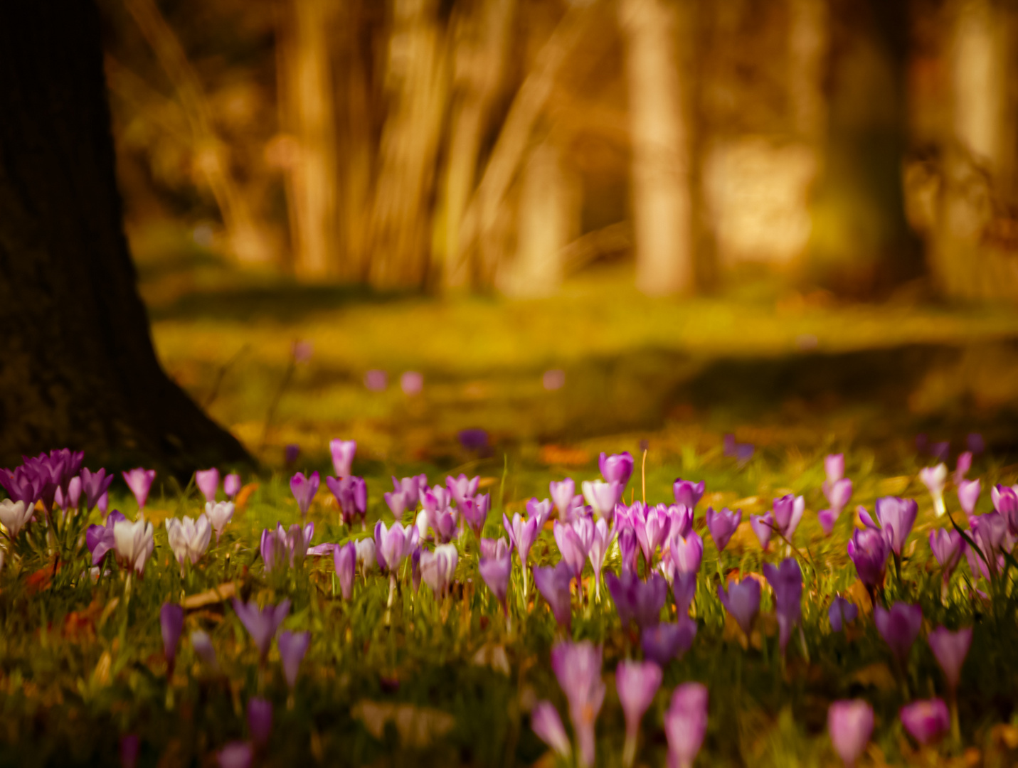 Spaziergang im Pillnitzer Park 