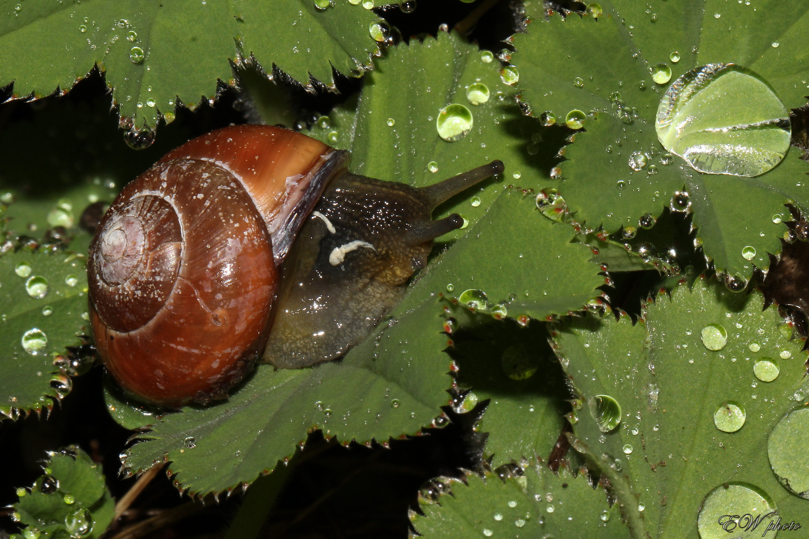 Spaziergang im Regen...