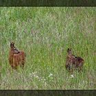 Spaziergang im Regen/2