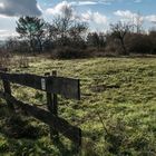 Spaziergang im Rheingau  (2)