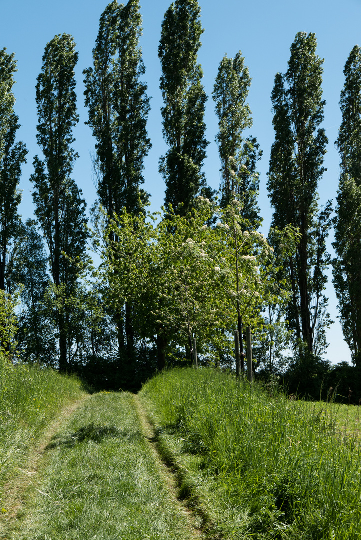 Spaziergang im Rheingau II