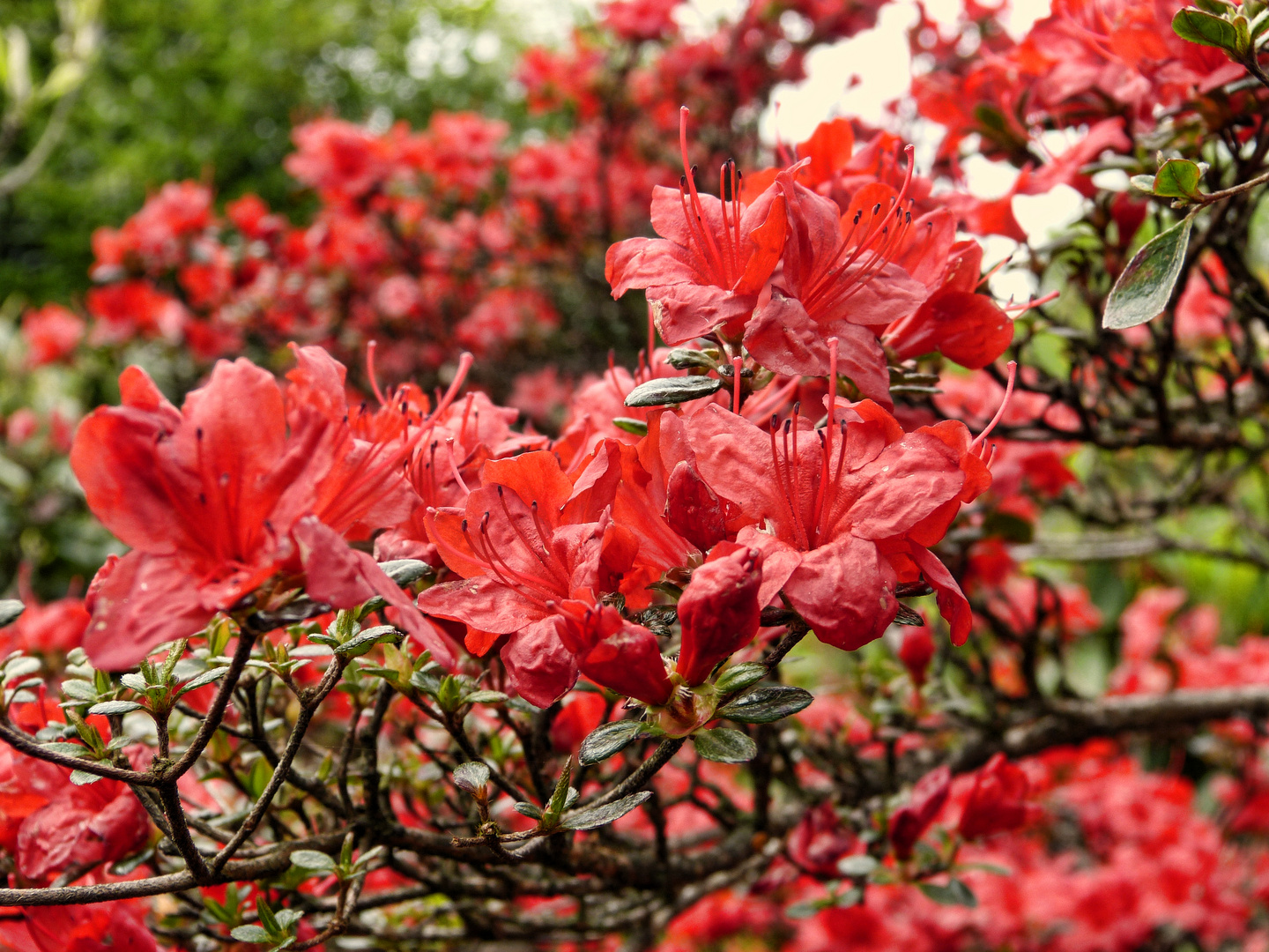 Spaziergang im Rhododendron-Park