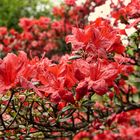 Spaziergang im Rhododendron-Park