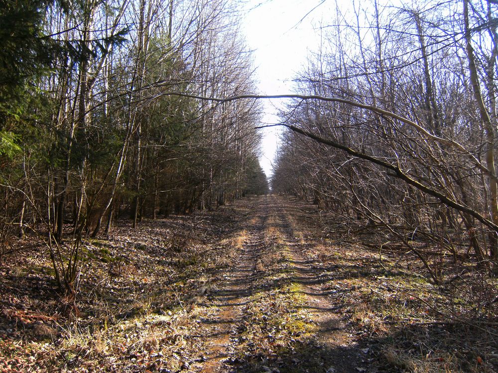 Spaziergang im Rumpshagener Wald