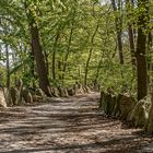 Spaziergang im Sachsenhain Verden 