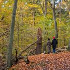 Spaziergang im Sachsenwald 3