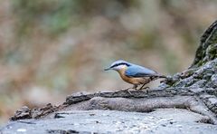 Spaziergang im Schlosspark Schönbrunn