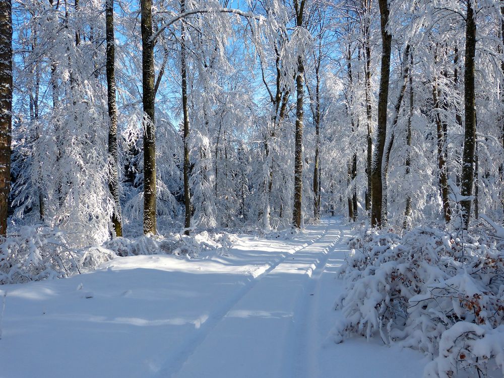 Spaziergang im Schnee... Foto & Bild jahreszeiten, winter, wald