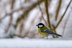 Spaziergang im Schnee