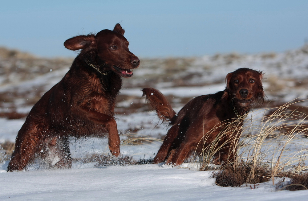 *Spaziergang im Schnee*