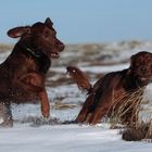 *Spaziergang im Schnee*