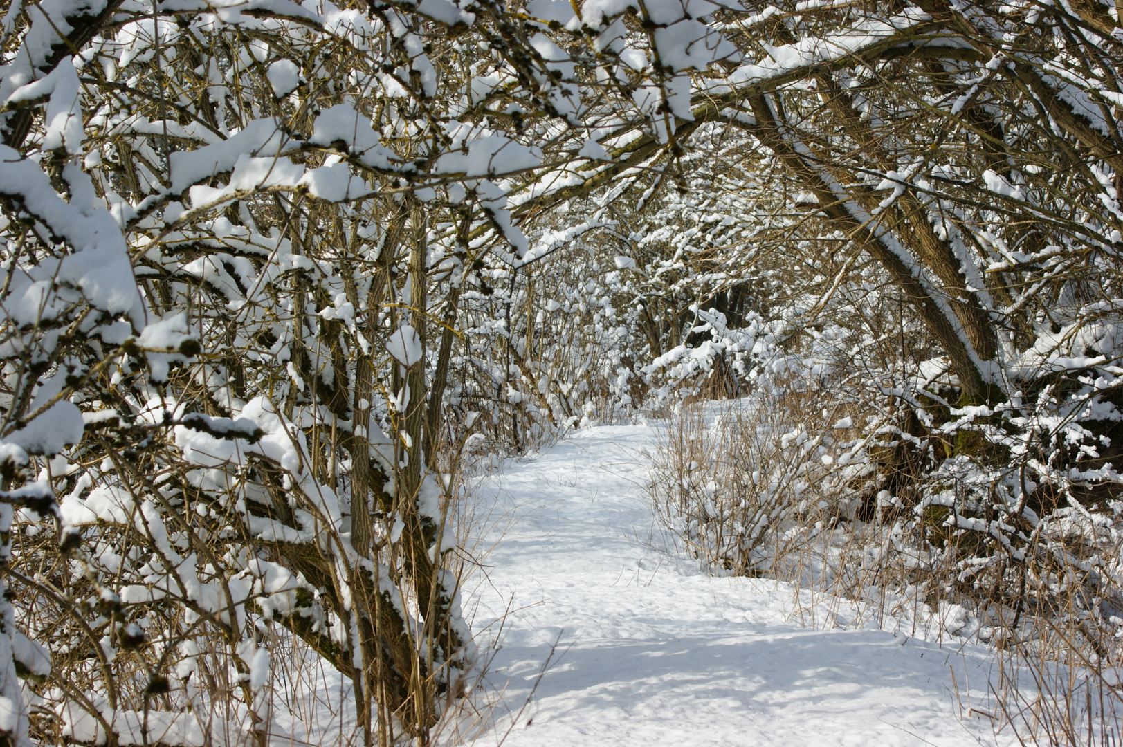 Spaziergang im Schnee