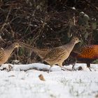 Spaziergang im Schnee 