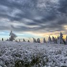 Spaziergang im Schnee