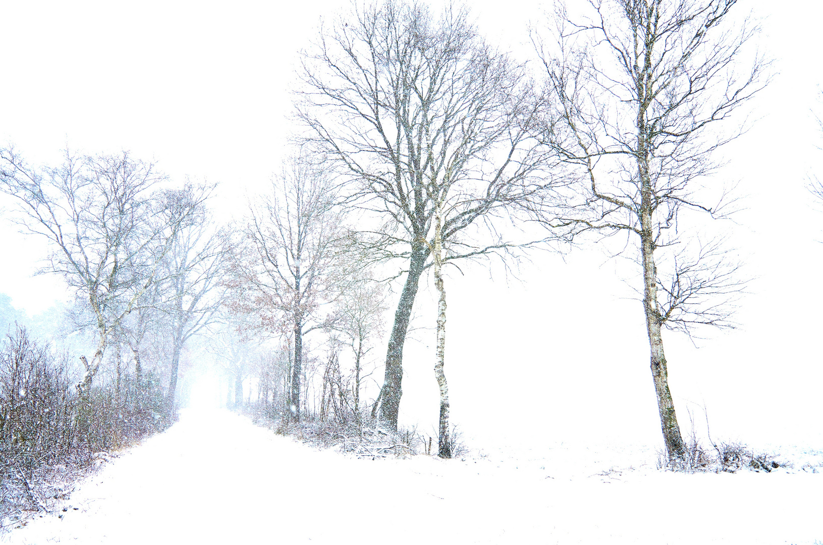 Spaziergang im Schneegestöber