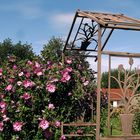 Spaziergang im Schrebergarten