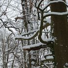 Spaziergang im Schwabenheimer Wald.