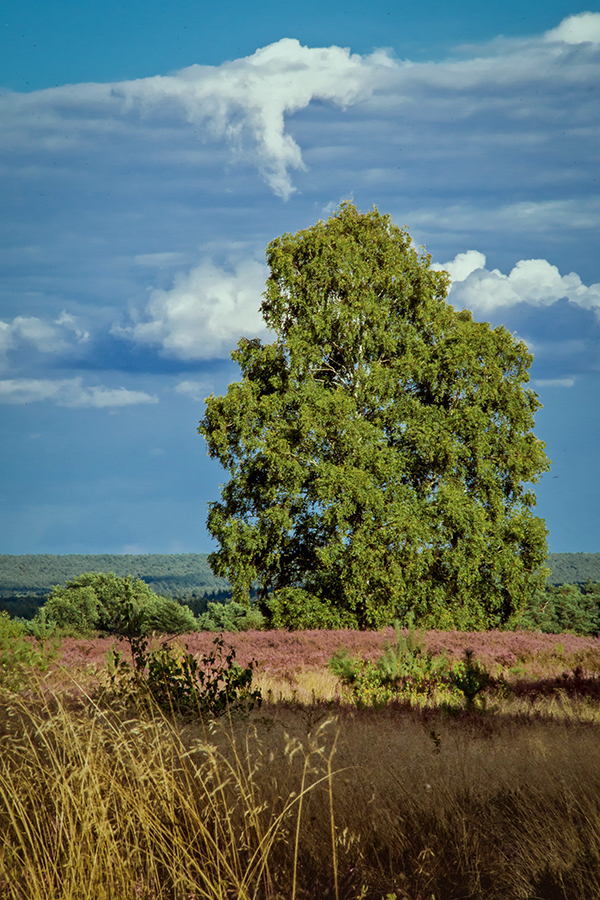 Spaziergang im Sommer