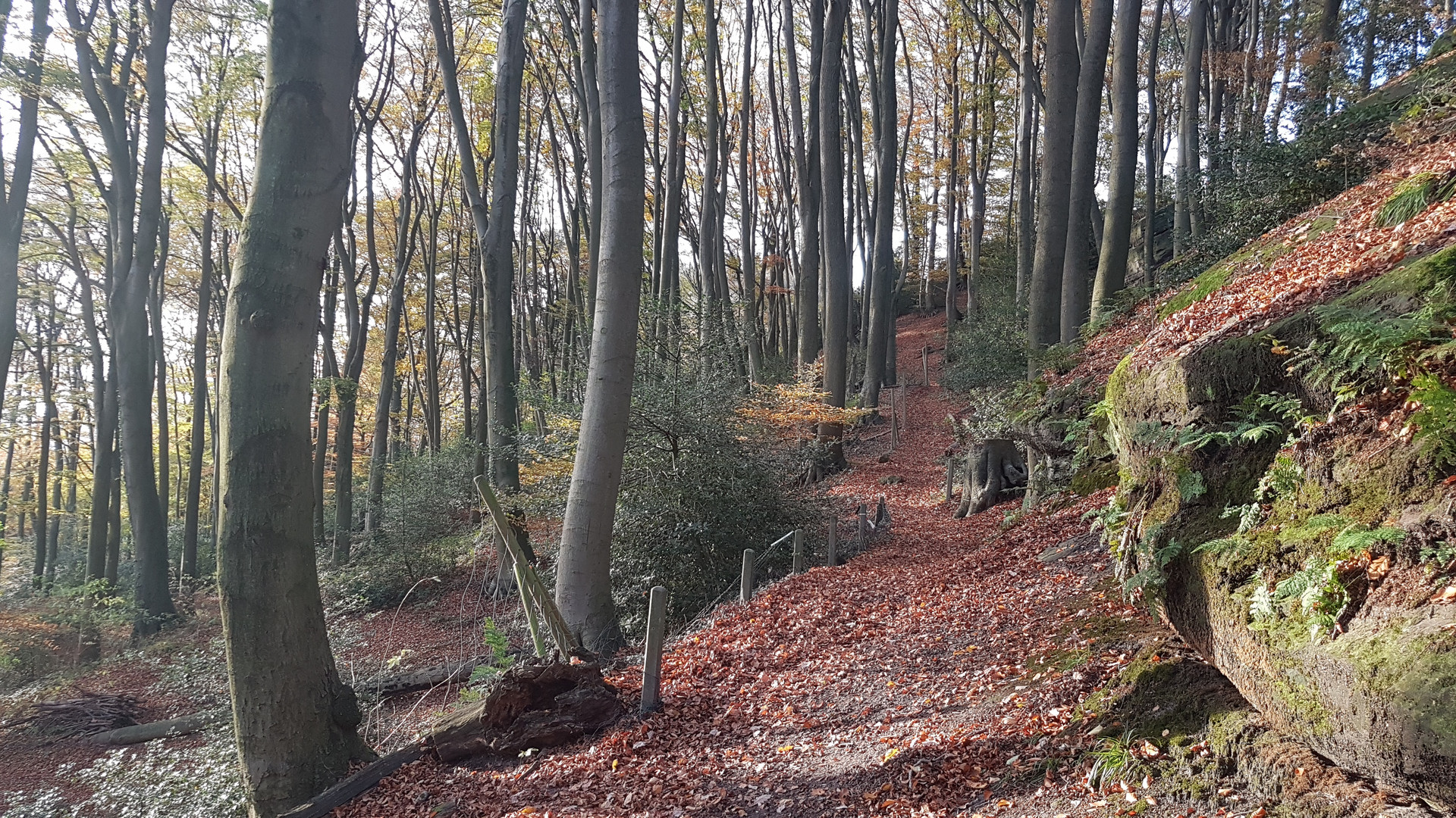 Spaziergang im Teutoburger Wald