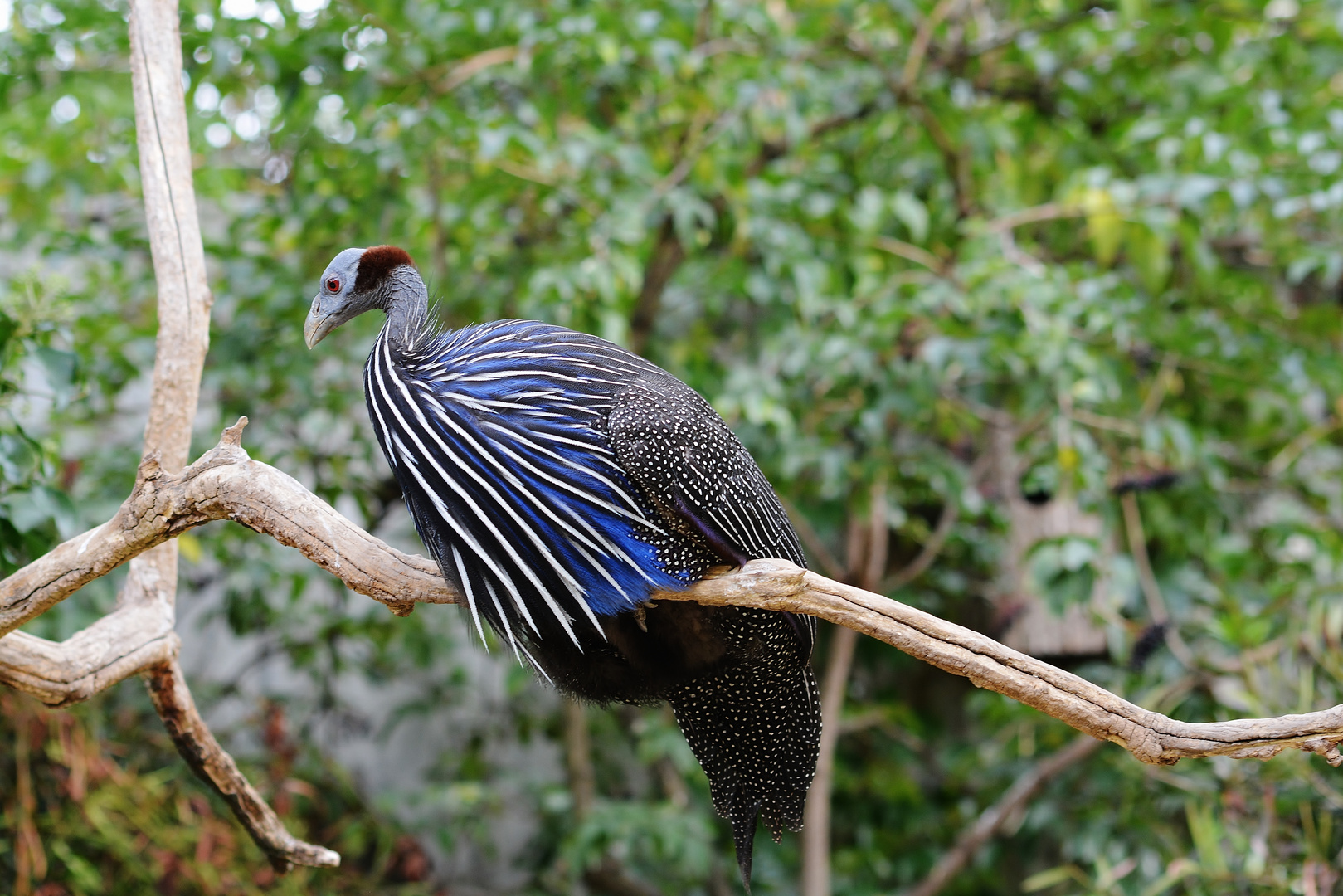 Spaziergang im Tierpark Wilhelma 2