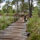 Spaziergang im Tister Bauermoor