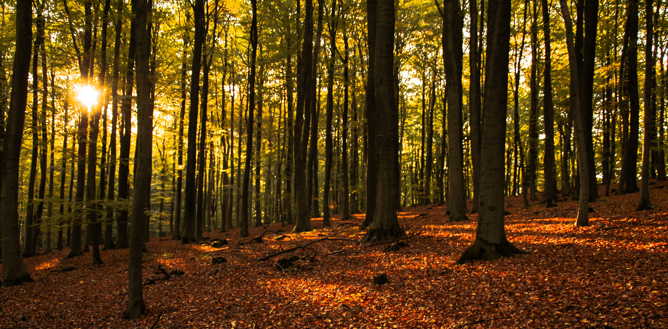 spaziergang im wald