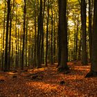 spaziergang im wald