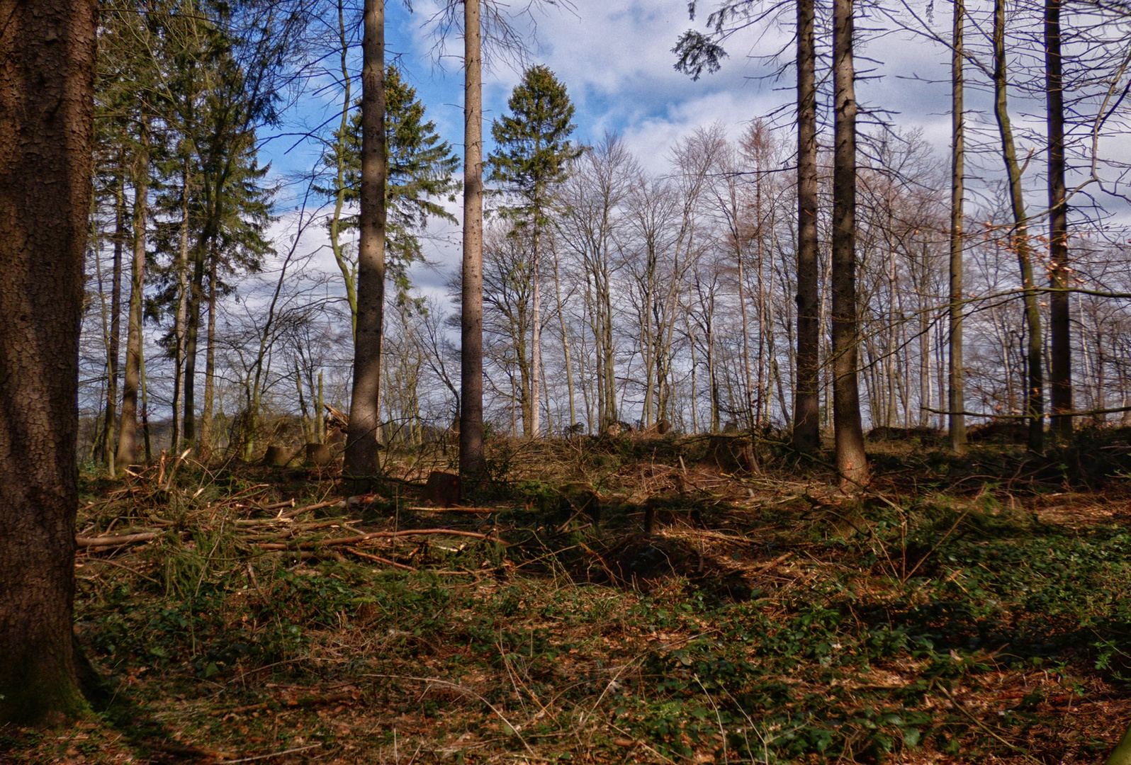 Spaziergang im Wald (1)