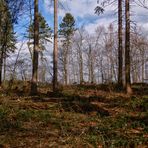 Spaziergang im Wald (1)